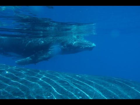 Rare humpback whale recording on Great Barrier Reef