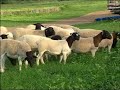 Lanila Agropecu�ria