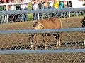 Women of the WPCA wild pony race