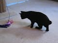 Kitten with mild cerebellar hypoplasia