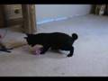 Kitten with mild cerebellar hypoplasia