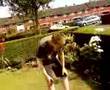 hedge jump winsford