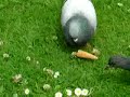 PIGEONS PIGEONS
