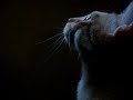 gato parlanchin ataca otra vez - talking cat