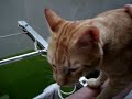 gato parlanchin ataca otra vez - talking cat