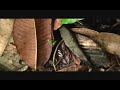 Two male Popa South Dendrobates pumilio fighting.