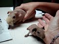 skinny pig baby sqeaks