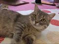 Munchkin マンチカン たんぽぽちゃん