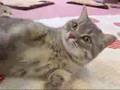 scottish fold&maine coon �X�R�e�B�b�V���t�H�[���h�����C���N�[��