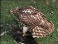 Red-tailed Hawk eating my pet Duck Red-tailed Hawk eating my pet Duck