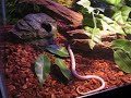 \"Ghost\" the corn snake \"Ghost\" the corn snake