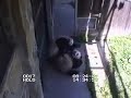 Mei Xiang - puffing for fun