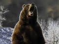 bear attack