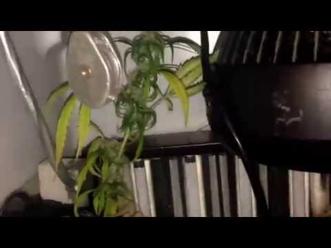 how to grow reggie seeds indoors