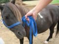 Pepsi- my miniture pony