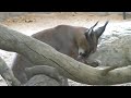Caracal cat from Africa at Living Desert, 2006 Caracal cat from Africa at Living Desert, 2006