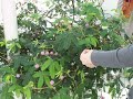 Aeroponics