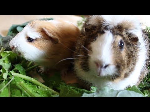 Peanut das neue MEERSCHWEINCHEN