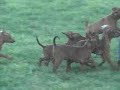 Les Lutins de la Cerisaie - Sp�cial b�b�s chiots