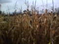 corn-field4