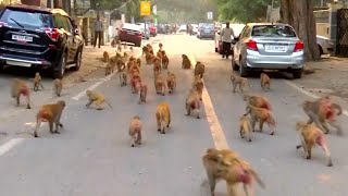 Khmer Travel - Macaques and Langoors in Rajasthan