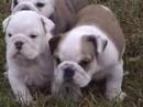 English bulldog puppies