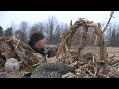 Marsh Outdoors Field Mallards