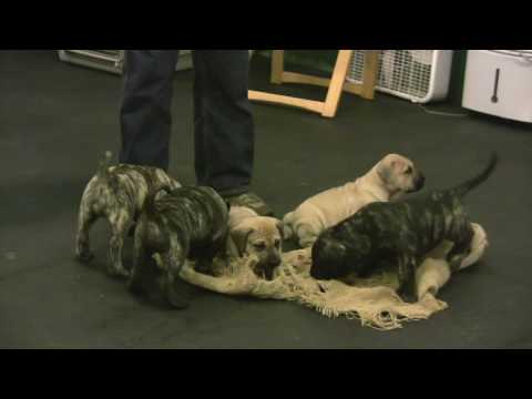 presa canario