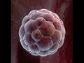 On Abortion and Circumcision