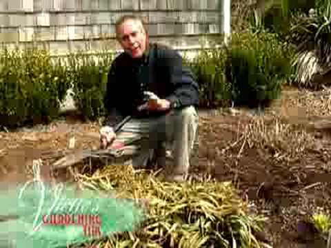 how to transplant liriope