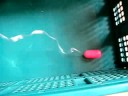 (uploaded by jonathanm)&nbsp;bodymassager in action