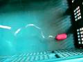 (uploaded by jonathanm)&nbsp;bodymassager in action