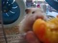bobby the hamster eats a peach.