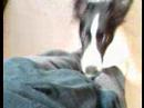ボーダーコリー キース May/30th/08 Border collie keith