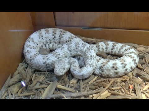 YouTube reptile video