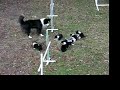 Chance plays with the border collie puppies