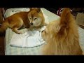 ????????????????? shiba inu