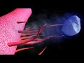 Angiogenesis