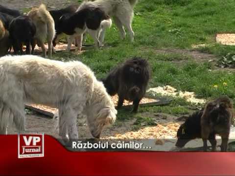 Războiul câinilor…