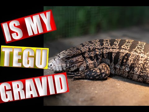 YouTube reptile video