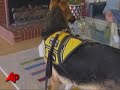 Dog Calls 911 After Owner Has Seizure