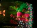 fishes