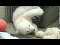 Adorable Polar Bear Orphan Gets Comfortable at ...