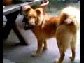laika new laika new