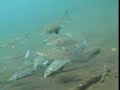 Sulawesi 2  Lembeh strait