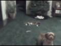 VID 00006