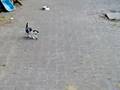 videos de Poesjes nov 2008