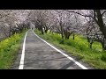 Click here to watch this video 荒川サイクリングロードをポタリング さくら堤公園 2012年