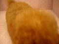 videos de 10/01 紅貴賓 poodle -公幼犬-日新犬舍(妮妮)