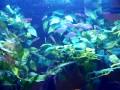 90 gallon 005